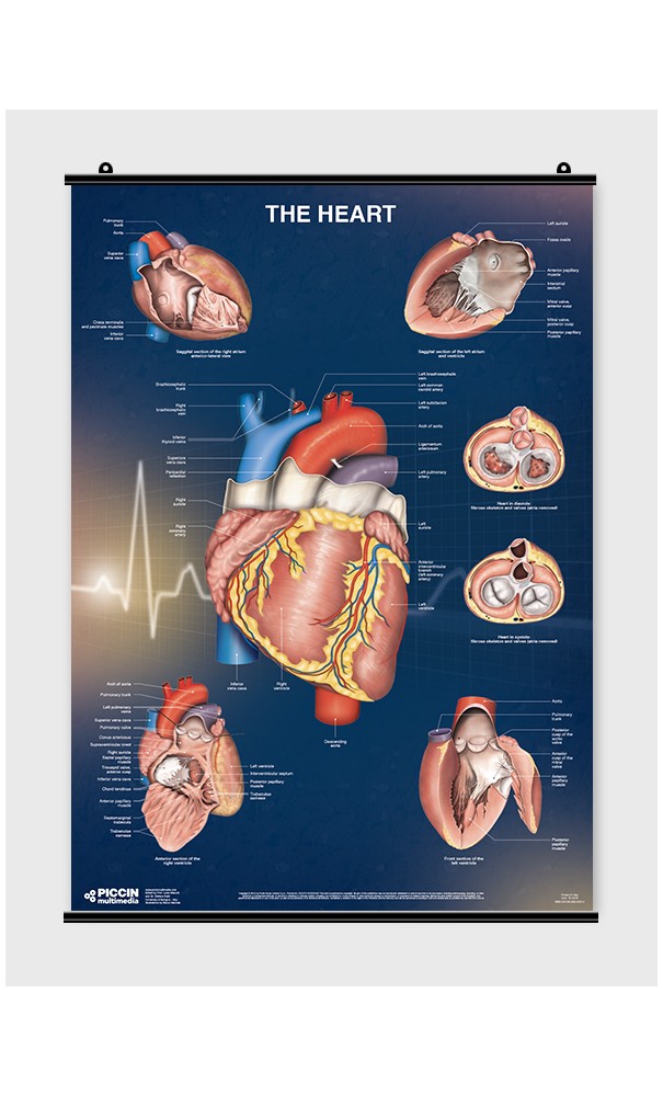 The Heart - Poster - Nuova PICCIN Libraria