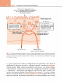 Fisiologia del sistema endocrino e riproduttivo