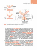 Fisiologia del sistema endocrino e riproduttivo