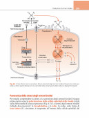 Fisiologia del sistema endocrino e riproduttivo