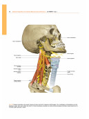 ATLANTE FOTOGRAFICO DI ANATOMIA MACROSCOPICA DELL'UOMO