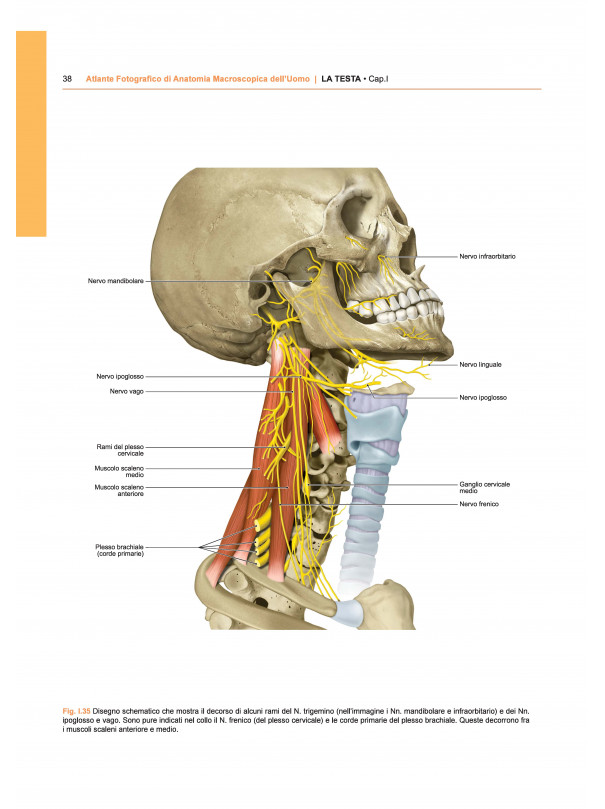 ATLANTE FOTOGRAFICO DI ANATOMIA MACROSCOPICA DELL'UOMO