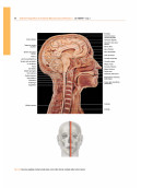 ATLANTE FOTOGRAFICO DI ANATOMIA MACROSCOPICA DELL'UOMO