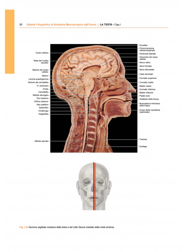 ATLANTE FOTOGRAFICO DI ANATOMIA MACROSCOPICA DELL'UOMO