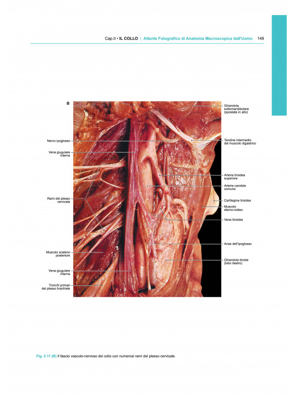 ATLANTE FOTOGRAFICO DI ANATOMIA MACROSCOPICA DELL'UOMO