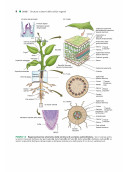 Fisiologia e sviluppo vegetale