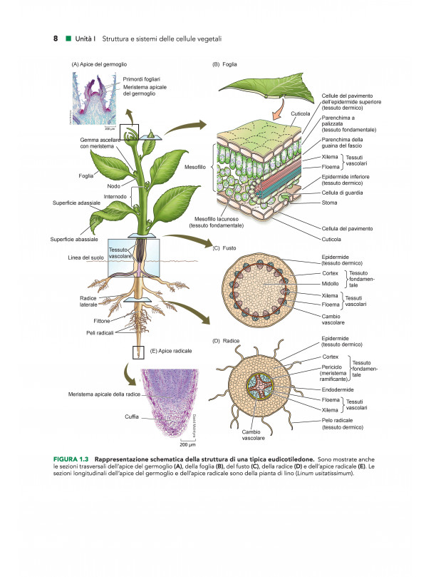 Fisiologia e sviluppo vegetale