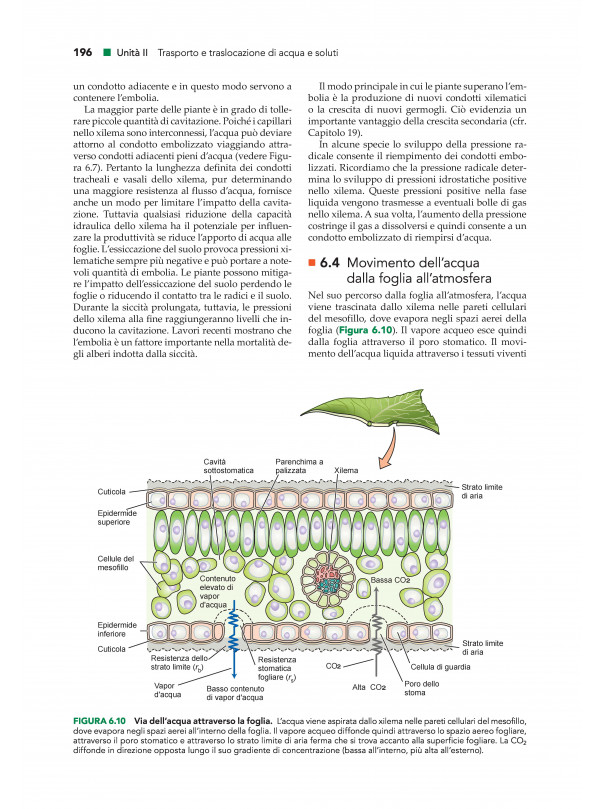 Fisiologia e sviluppo vegetale