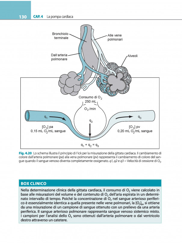 Fisiologia cardiovascolare