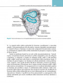 Fisiologia cardiovascolare