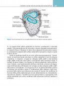 Fisiologia cardiovascolare