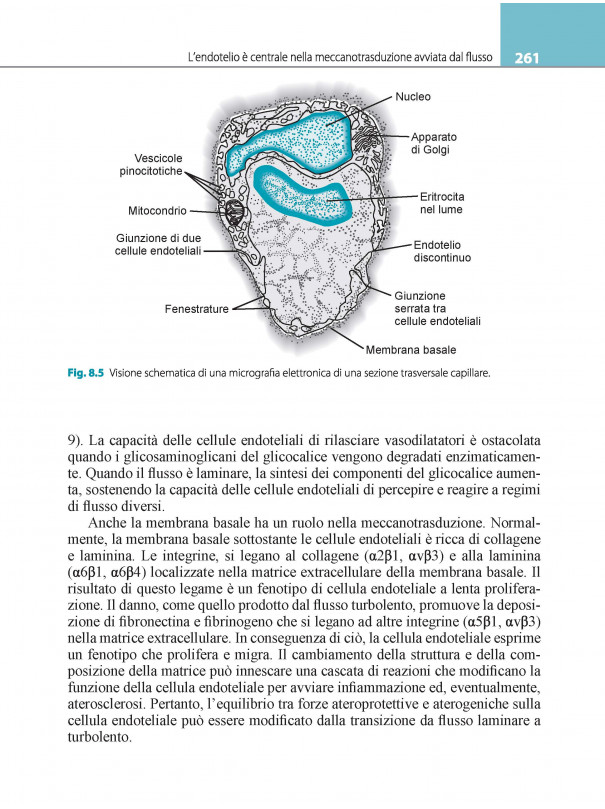 Fisiologia cardiovascolare