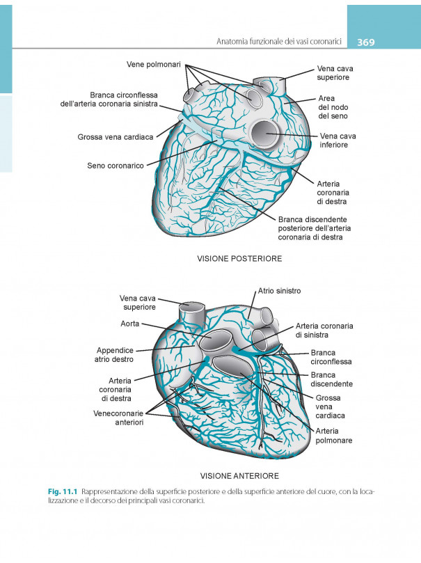 Fisiologia cardiovascolare