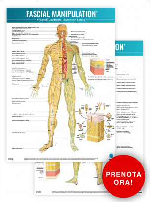 FASCIAL MANIPULATION® 4th Level Poster: Quadrants • Superficial Fascia