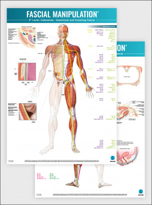 FASCIAL MANIPULATION® 3rd Level Poster: Catenaries • Insertional and Investing Fascia