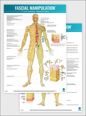 FASCIAL MANIPULATION® 4th Level Poster: Quadrants • Superficial Fascia