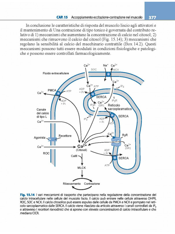 Fisiologia cellulare e neurofisiologia