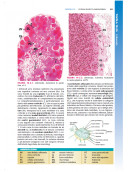 Gartner & Hiatt’s Atlante e Testo di Istologia