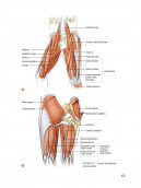 Corsa e Anatomia umana